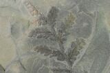 Pennsylvanian Fossil Fern (Mariopteris) Plate - Kentucky #137739-4